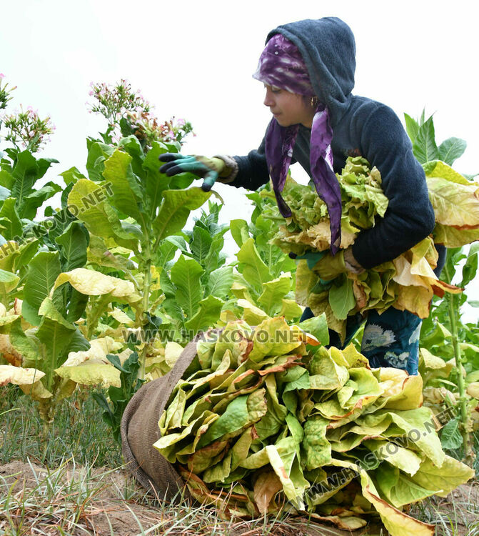 Румен Минчев: Реколтата от тютюн е добра, очакваме по-висока изкупна цена