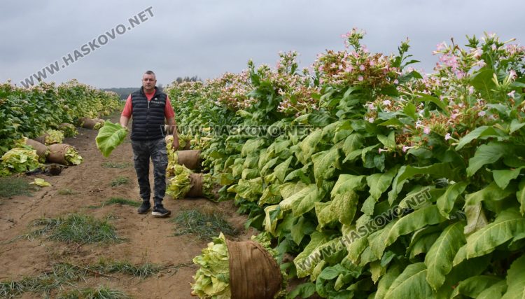 Румен Минчев: Реколтата от тютюн е добра, очакваме по-висока изкупна цена