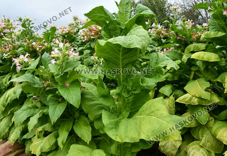 Румен Минчев: Реколтата от тютюн е добра, очакваме по-висока изкупна цена