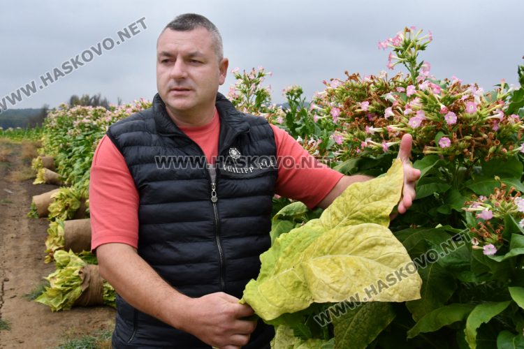 Румен Минчев: Реколтата от тютюн е добра, очакваме по-висока изкупна цена