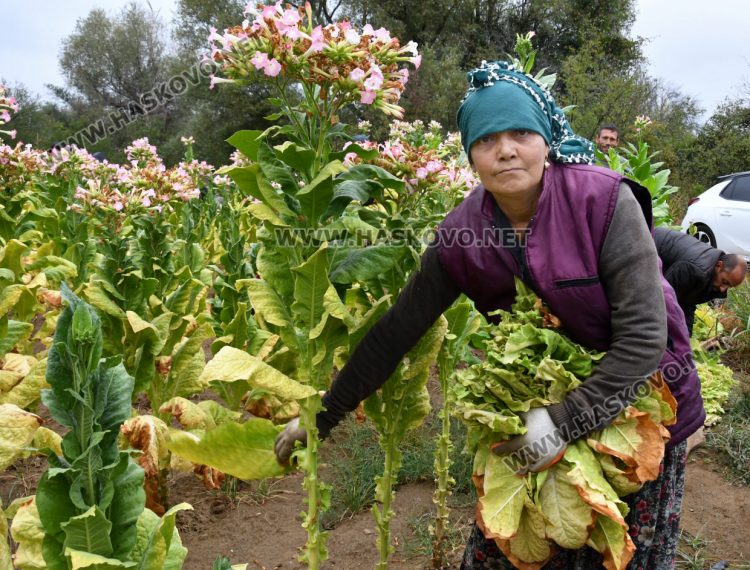 Румен Минчев: Реколтата от тютюн е добра, очакваме по-висока изкупна цена