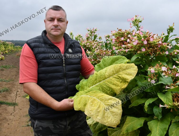 Румен Минчев: Реколтата от тютюн е добра, очакваме по-висока изкупна цена