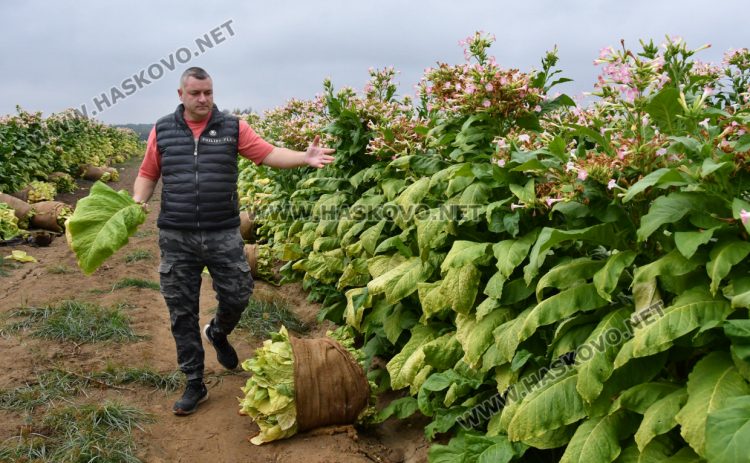 Румен Минчев: Реколтата от тютюн е добра, очакваме по-висока изкупна цена