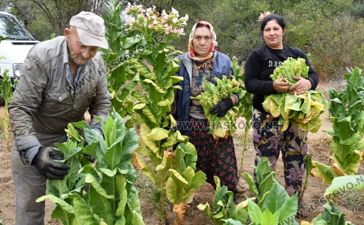 Румен Минчев: Реколтата от тютюн е добра, очакваме по-висока изкупна цена
