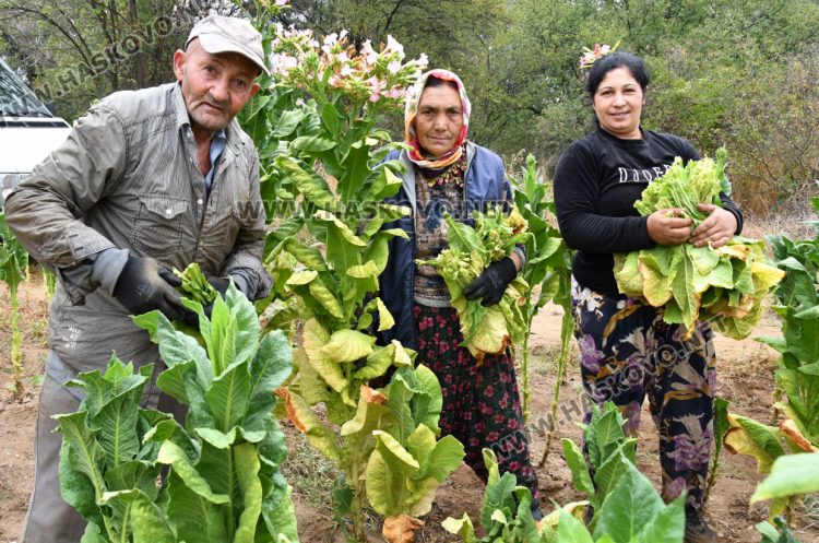 Румен Минчев: Реколтата от тютюн е добра, очакваме по-висока изкупна цена