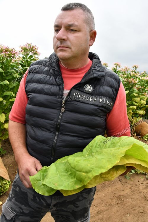 Румен Минчев: Реколтата от тютюн е добра, очакваме по-висока изкупна цена