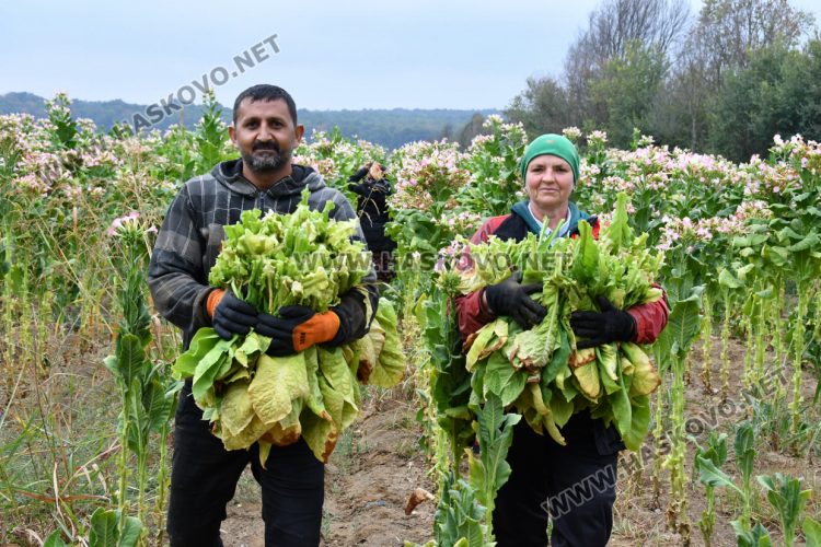 Румен Минчев: Реколтата от тютюн е добра, очакваме по-висока изкупна цена