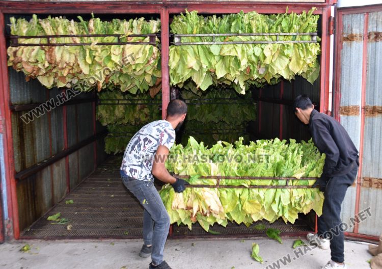 Румен Минчев: Реколтата от тютюн е добра, очакваме по-висока изкупна цена