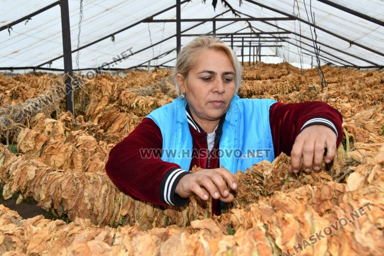 Румен Минчев: Реколтата от тютюн е добра, очакваме по-висока изкупна цена