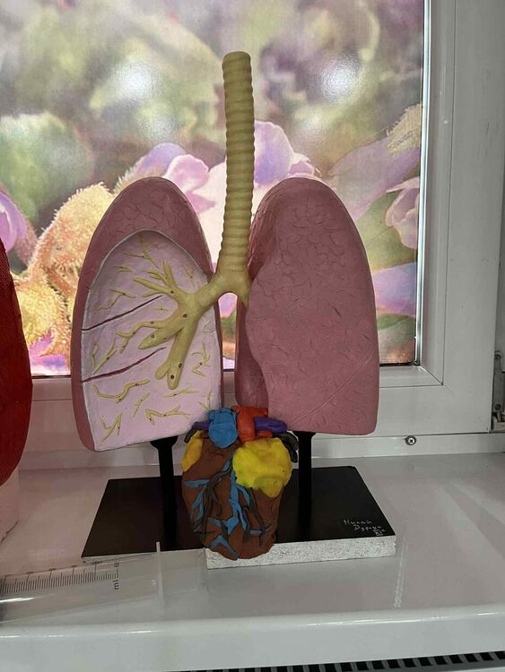 СУ "Йордан Йовков" отбеляза Световния ден на сърцето с образователна инициатива