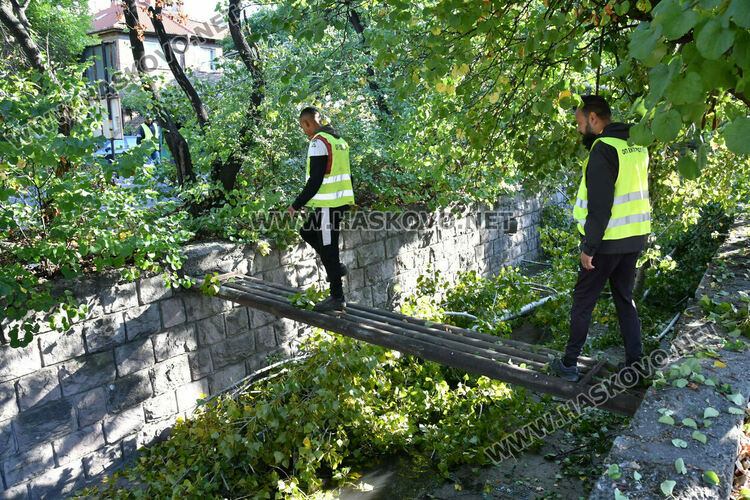 Затвориха бул. „Илинден“ в Хасково заради резитба на стари тополи