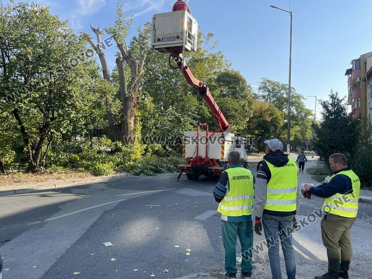 Затвориха бул. „Илинден“ в Хасково заради резитба на стари тополи