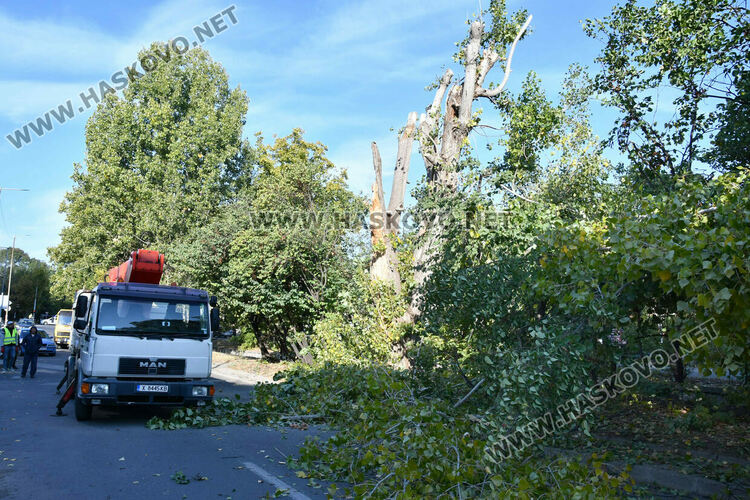 Затвориха бул. „Илинден“ в Хасково заради резитба на стари тополи