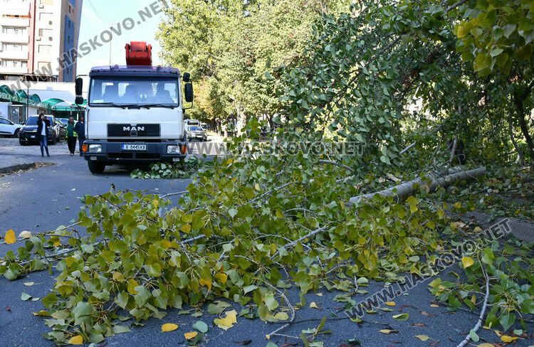 Затвориха бул. „Илинден“ в Хасково заради резитба на стари тополи