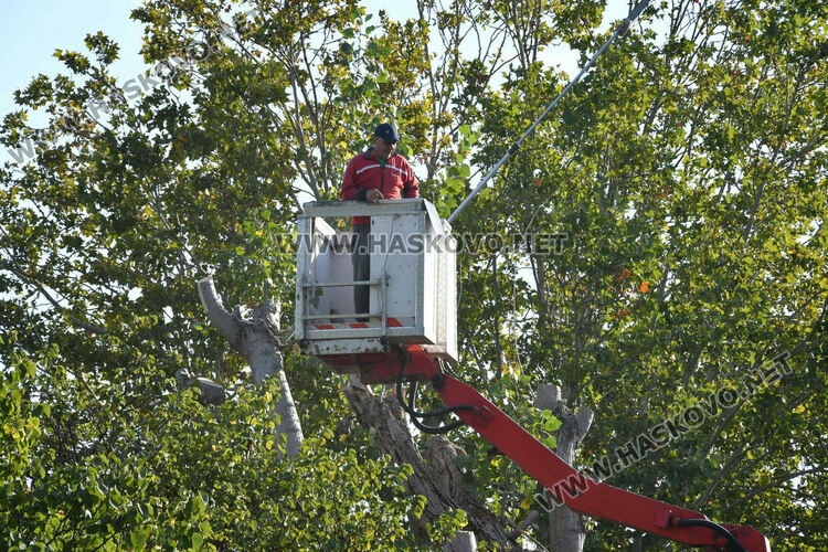 Затвориха бул. „Илинден“ в Хасково заради резитба на стари тополи