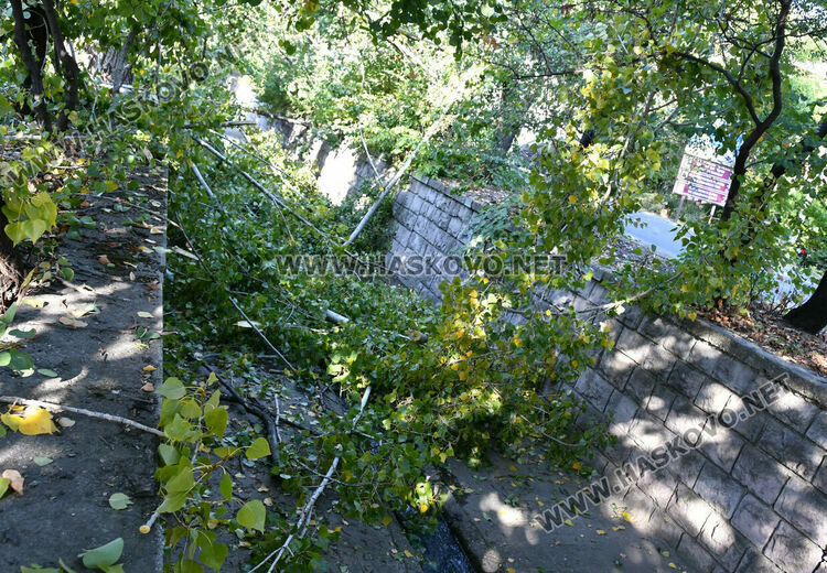 Затвориха бул. „Илинден“ в Хасково заради резитба на стари тополи