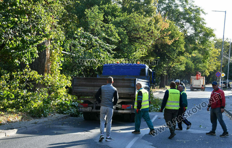 Затвориха бул. „Илинден“ в Хасково заради резитба на стари тополи