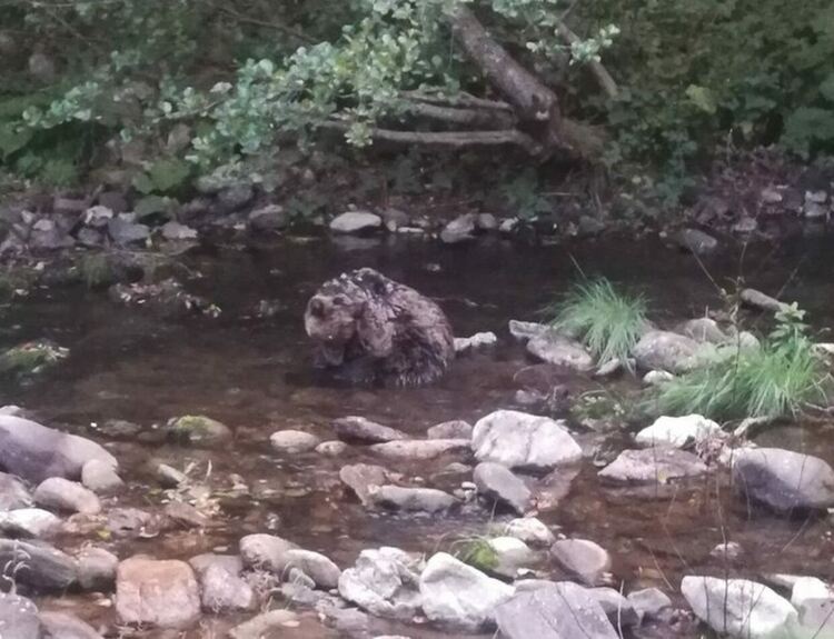 Почина мечето, спасено в коритото на река Арда край Смилян