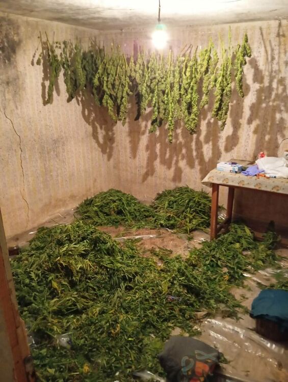 Плантация с марихуана е открита при спецакция на асеновградски полицаи