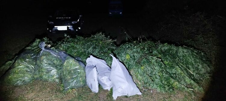Плантация с марихуана е открита при спецакция на асеновградски полицаи