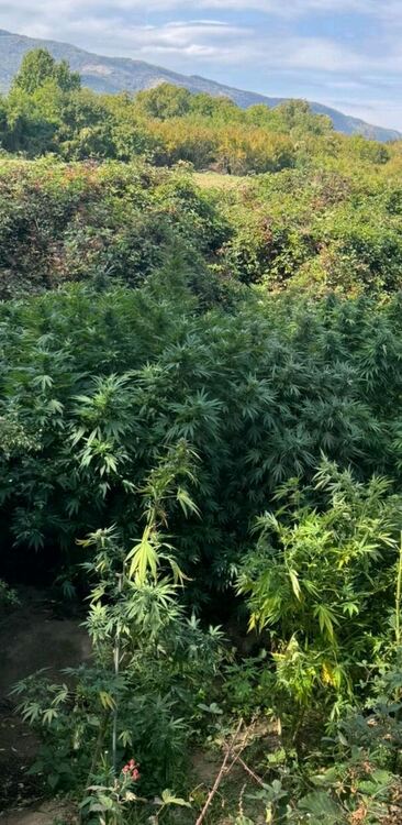 Плантация с марихуана е открита при спецакция на асеновградски полицаи