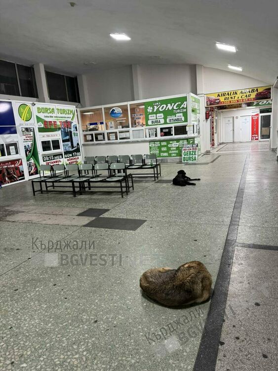   Бездомни кучета,клошари и проститутки населяват Автогарата в Кърджали нощем,оставят я тънеща в боклуци