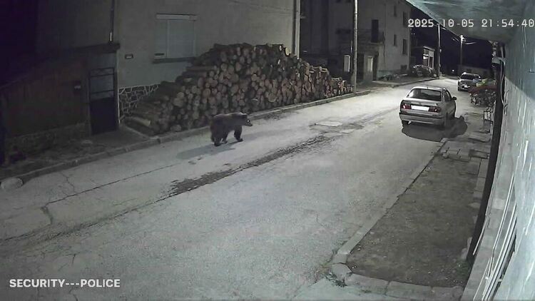 След Доспат, мечка се разходи и по улица в село Бръщен