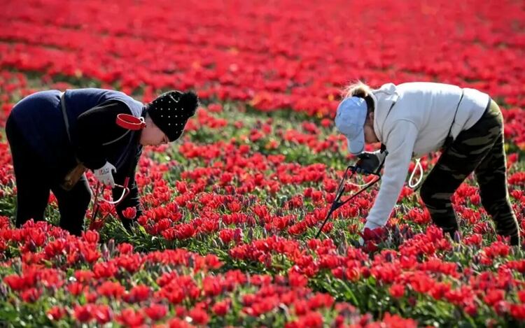 До миналото лято КСО позволяваше много лесно да се получават високи обезщетения за безработица. Затварянето на тази вратичка ощети и добросъвестните с реален стаж.