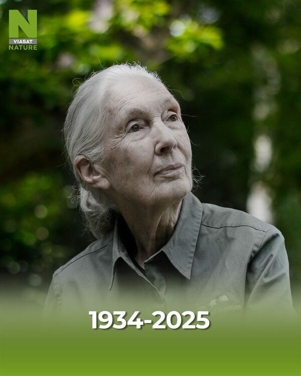 Viasat Nature почита Джейн Гудол: Завет за състрадание и опазване на природата