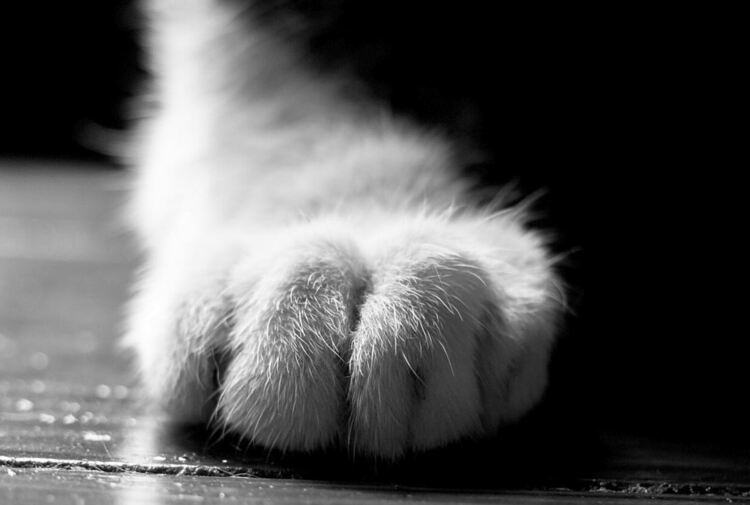 Разследват смъртта на котка в Пернишко