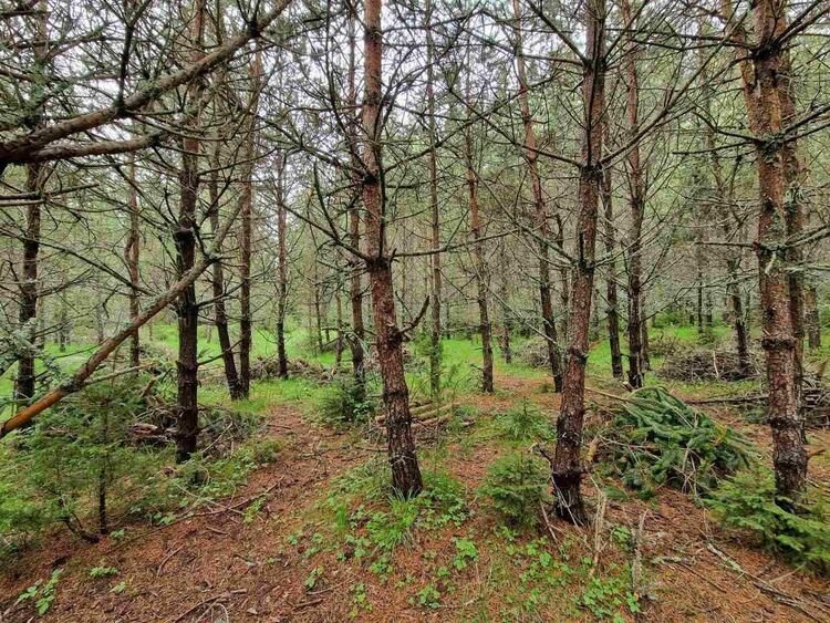 Близо 49 хиляди проверки в горите на Южноцентралното държавно предприятие от началото на годината