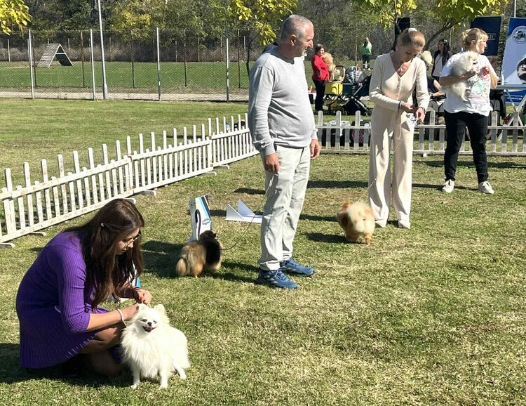 Над 30 померана се борят за трофеите от изложба в Димитровград