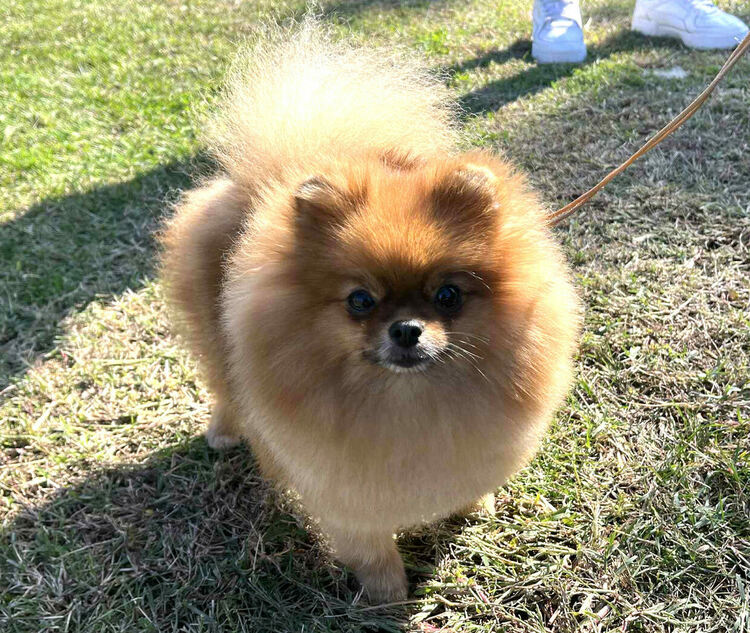 Над 30 померана се борят за трофеите от изложба в Димитровград