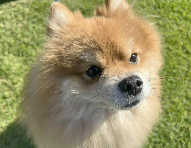 Над 30 померана се борят за трофеите от изложба в Димитровград