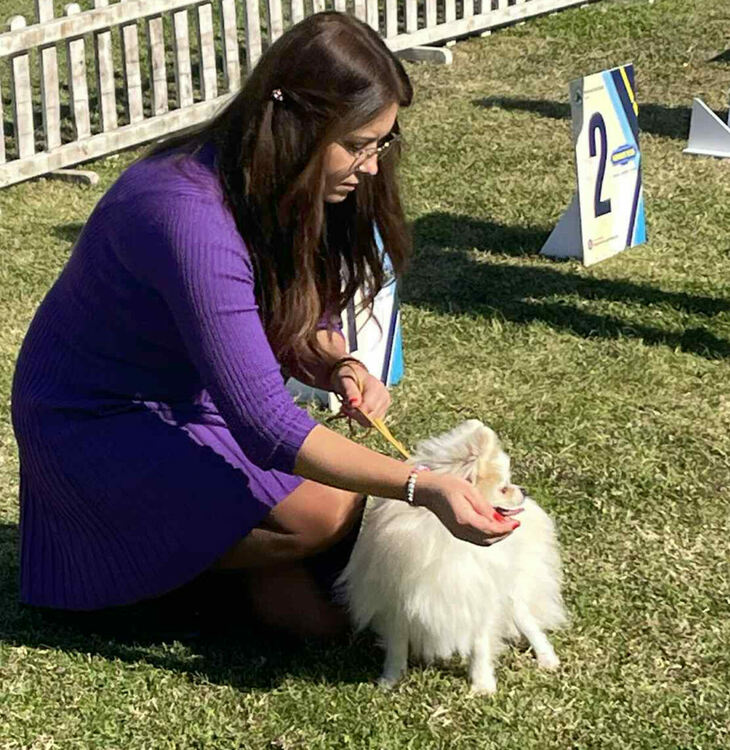 Над 30 померана се борят за трофеите от изложба в Димитровград