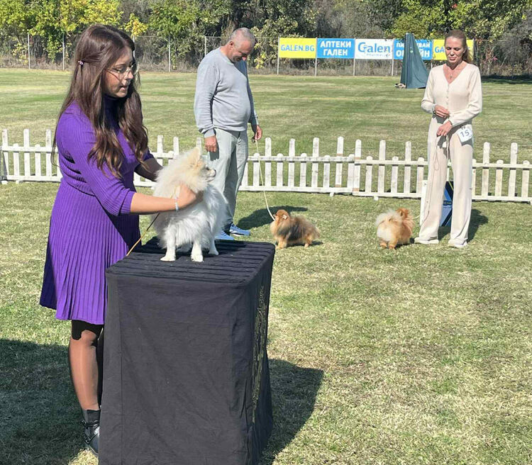 Над 30 померана се борят за трофеите от изложба в Димитровград