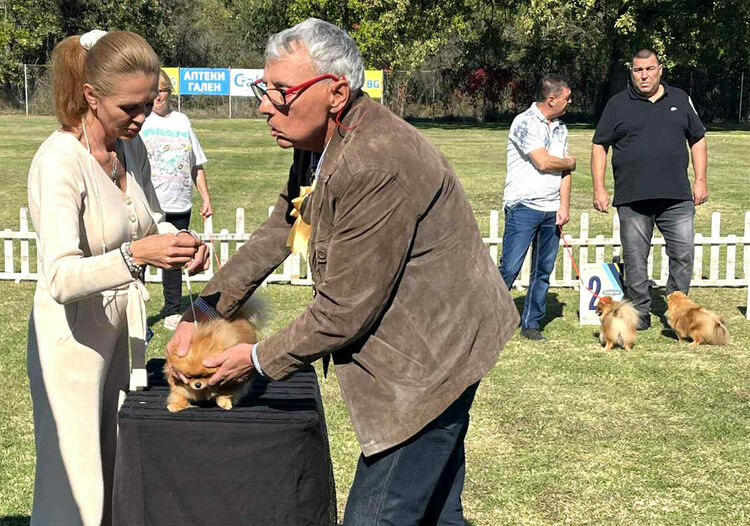 Над 30 померана се борят за трофеите от изложба в Димитровград