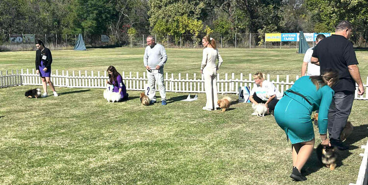 Над 30 померана се борят за трофеите от изложба в Димитровград