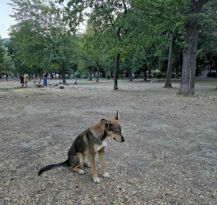 Девет бездомни кучета бяха осиновени в Асеновград 