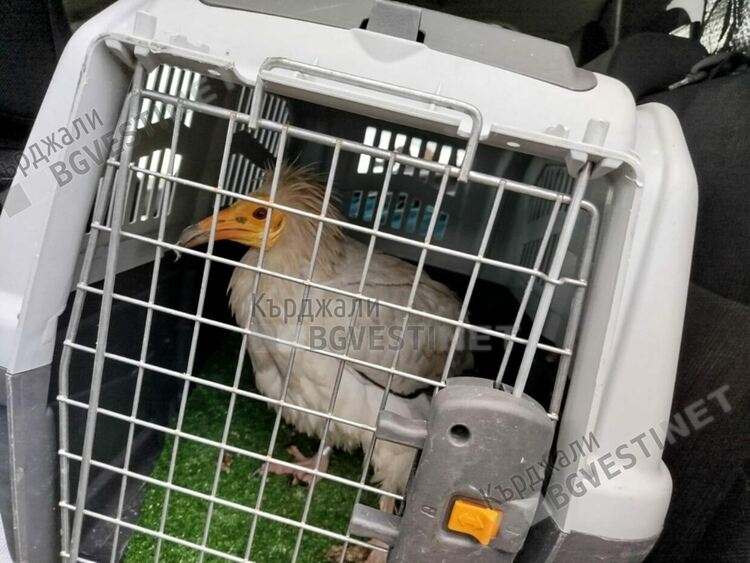 Шанс за египетския лешояд,който оцеля след опит за отравяне