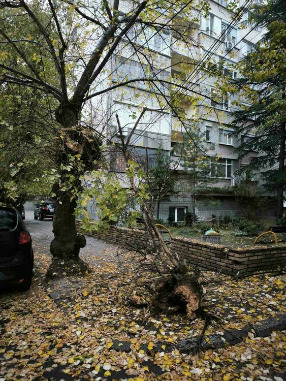 Клон се отчупи от дърво и падна край паркирани коли в Хасково