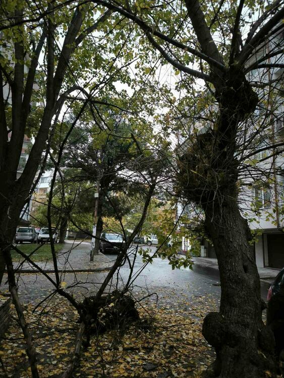 Клон се отчупи от дърво и падна край паркирани коли в Хасково
