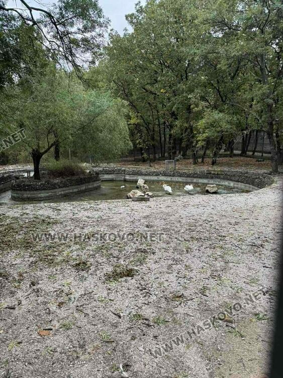 Хасковлия: Умрял лебед смущава посетителите в Зоопарка