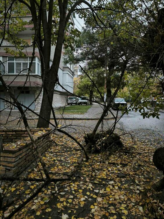 Клон се отчупи от дърво и падна край паркирани коли в Хасково