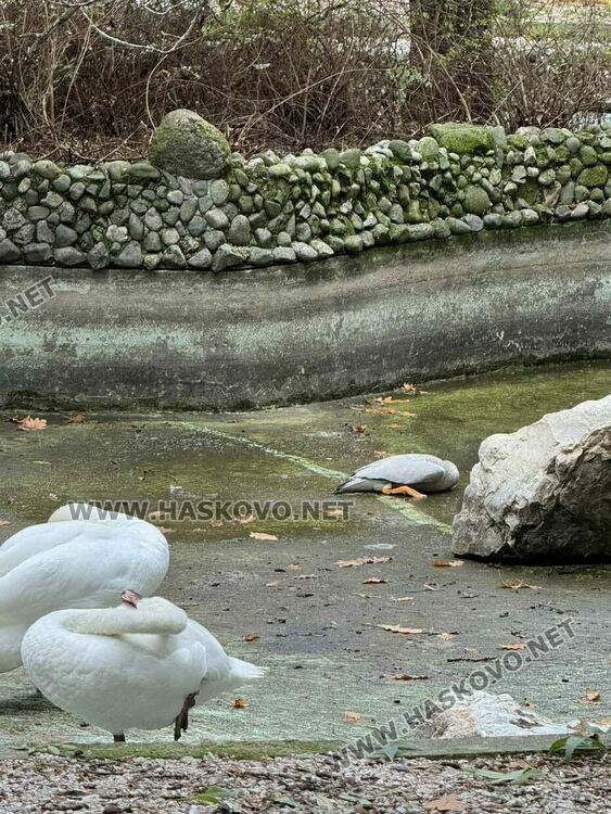 Хасковлия: Умрял лебед смущава посетителите в Зоопарка