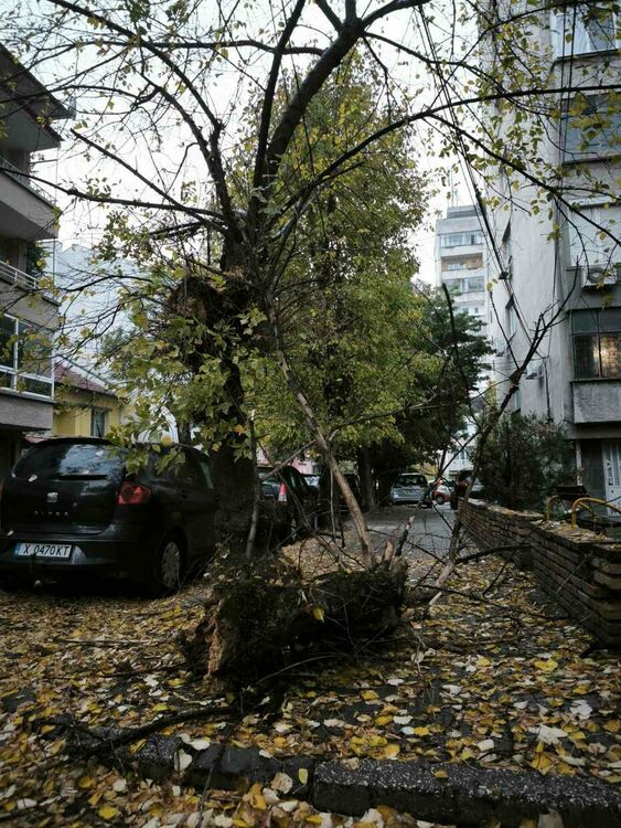 Клон се отчупи от дърво и падна край паркирани коли в Хасково
