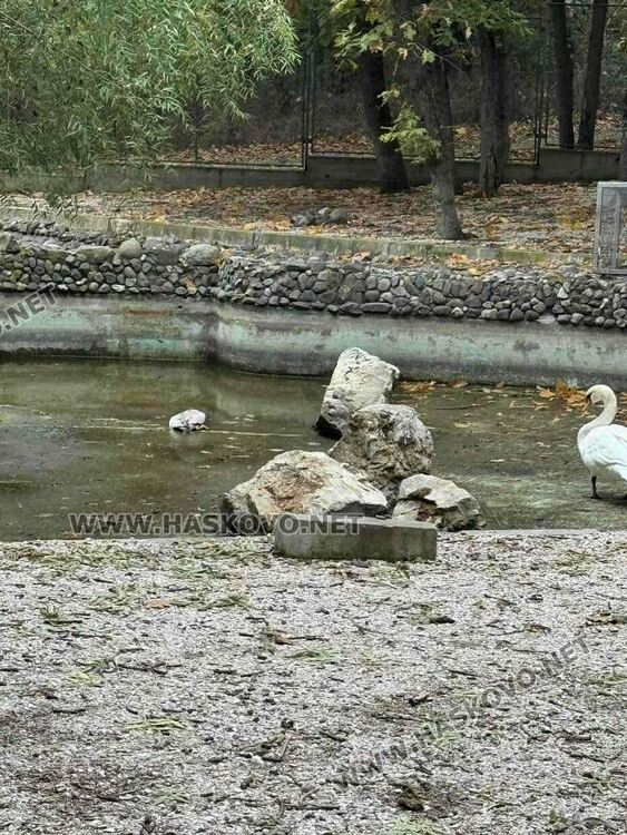Хасковлия: Умрял лебед смущава посетителите в Зоопарка