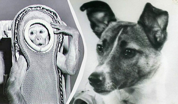 Животни в Космоса! Някои от тях не са се завърнали