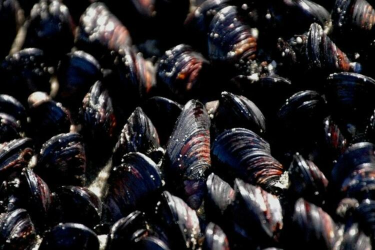 Европрокуратурата разследва предполагаема измама с мидена ферма край нос Емине