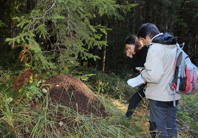 Започва ежегодният мониторинг на кафявата мечка през 2025 г.